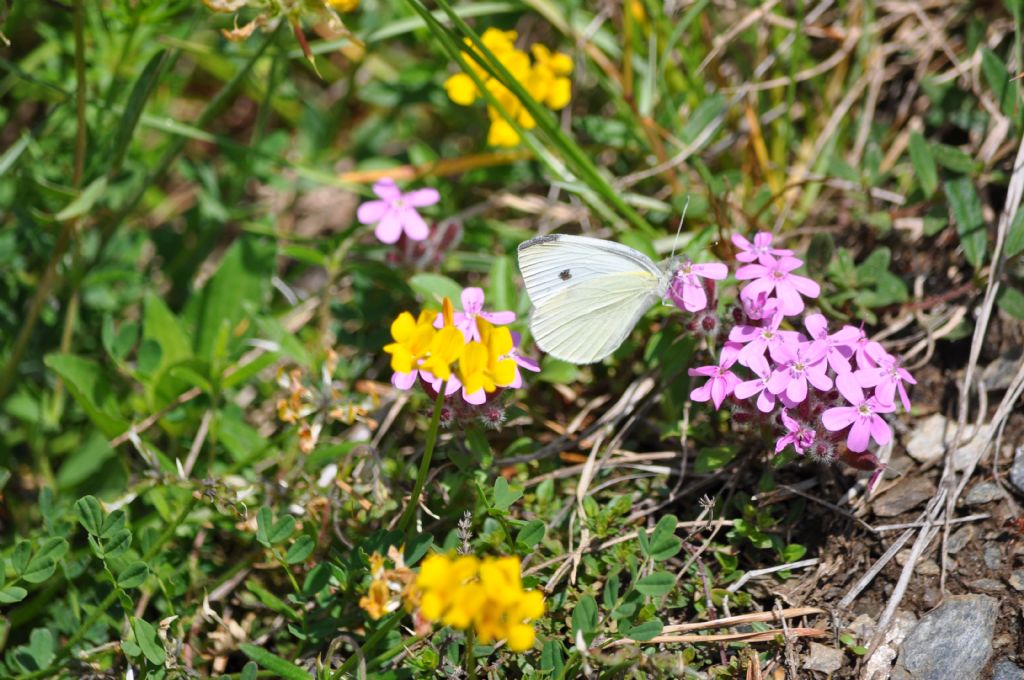 Pieris rapae?  S